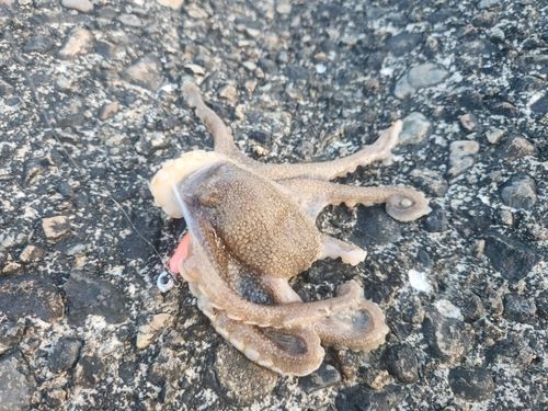 タコの釣果