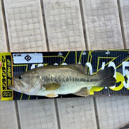 ブラックバス