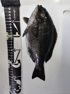 クロの釣果
