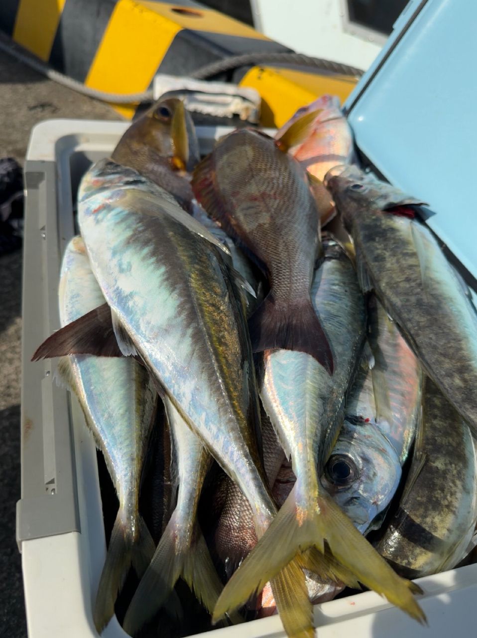 清和丸さんの釣果 2枚目の画像