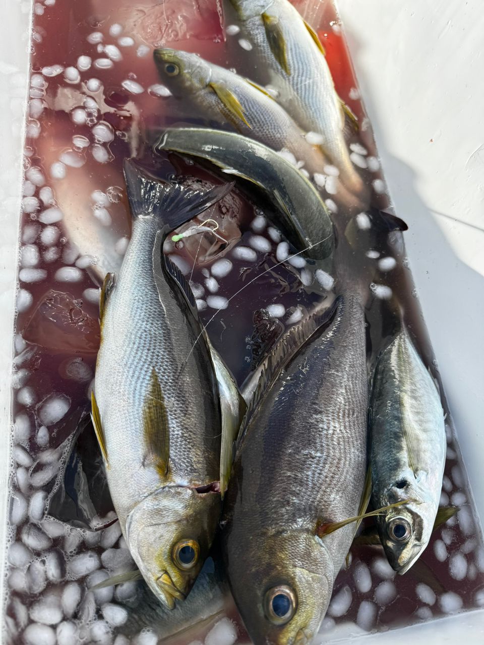 清和丸さんの釣果 3枚目の画像