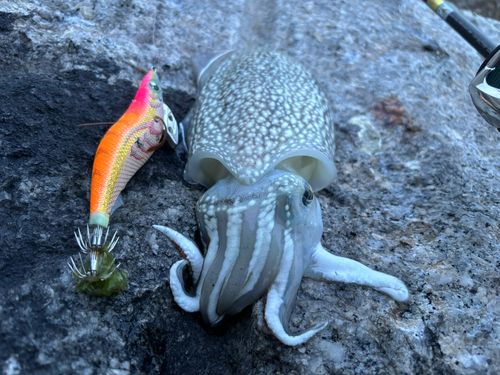 シリヤケイカの釣果