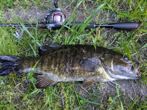 スモールマウスバスの釣果