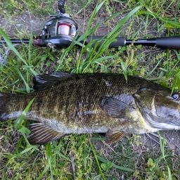 スモールマウスバス