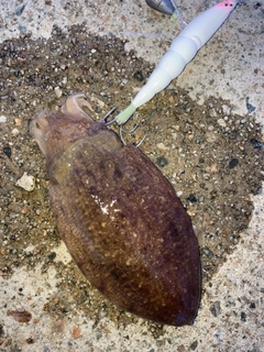 コウイカの釣果