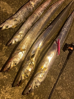 タチウオの釣果