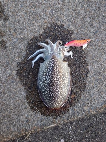 シリヤケイカの釣果