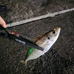 アジ