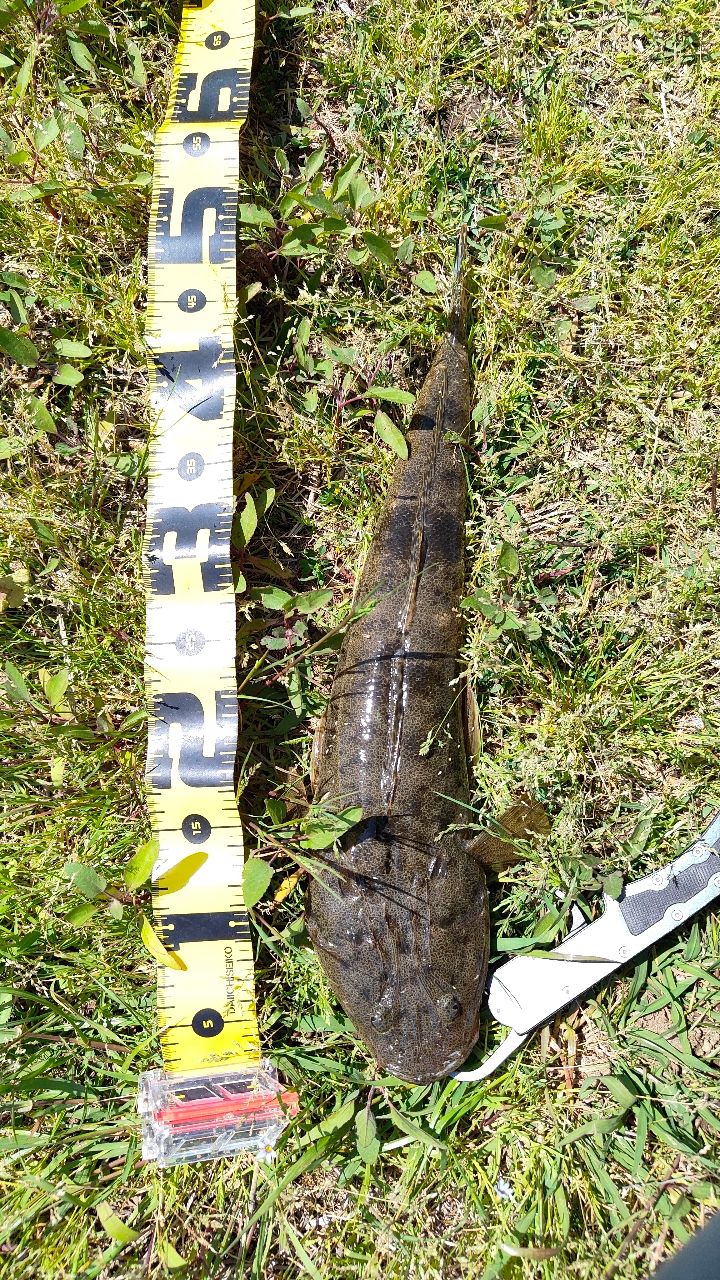 DAIWA 18シルバーウルフ 76ML-S-4の最安値・インプレ・釣果 | 本音の