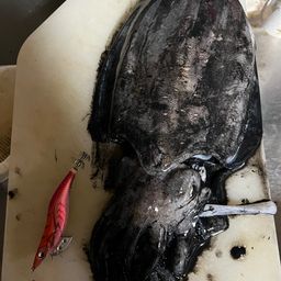 モンゴウイカ