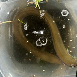 ニホンウナギ