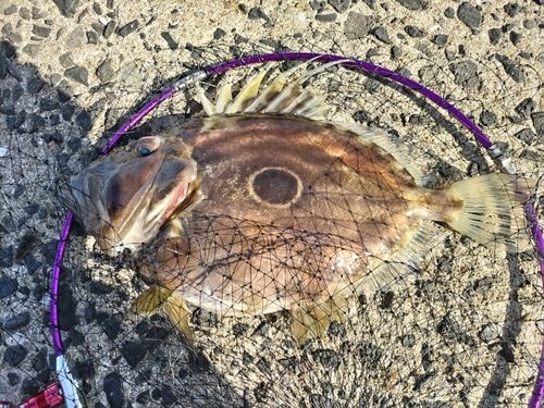 マトウダイの釣果