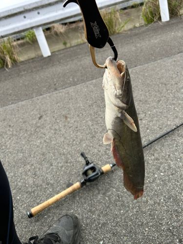 マナマズの釣果