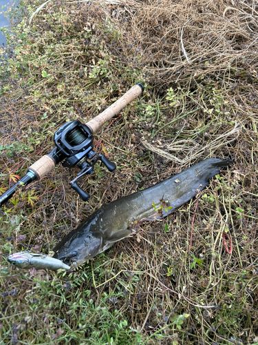 マナマズの釣果