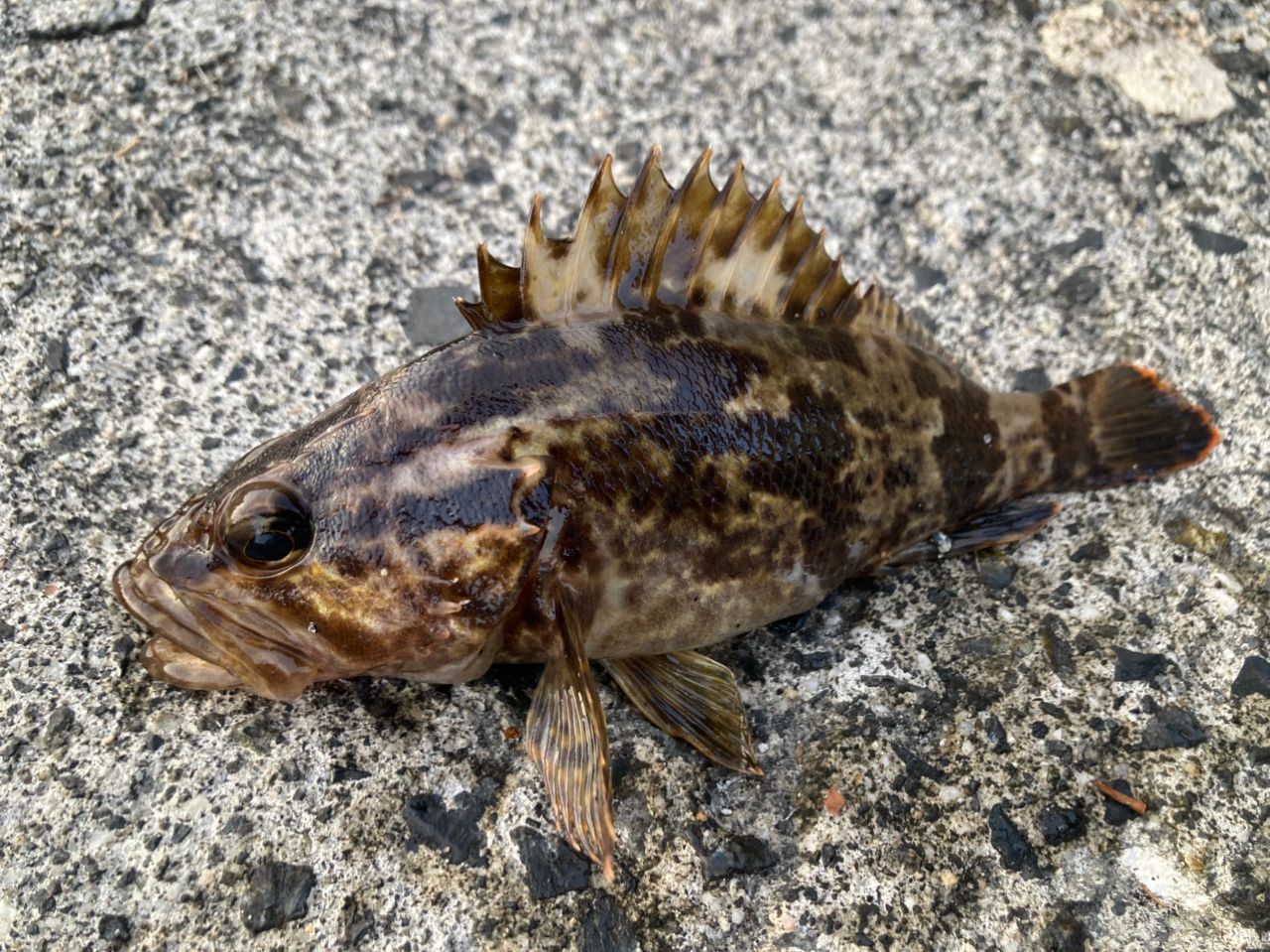 タケノコメバル