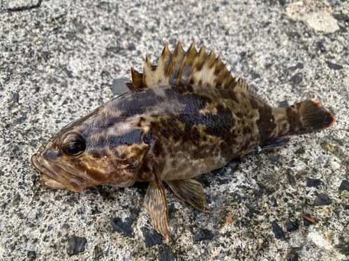 タケノコメバルの釣果
