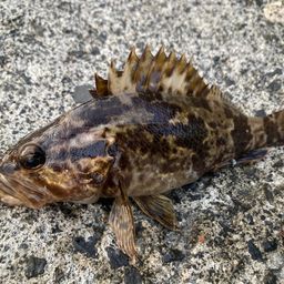 タケノコメバル