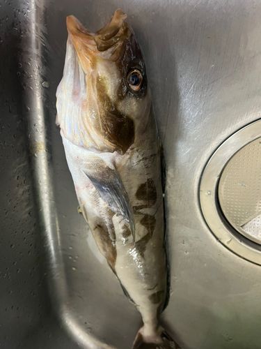 ホッケの釣果