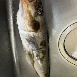 ホッケ