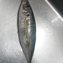 アジ