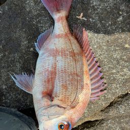 マダイ