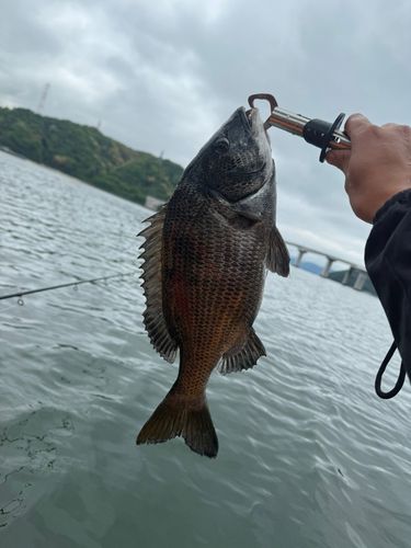 チヌの釣果