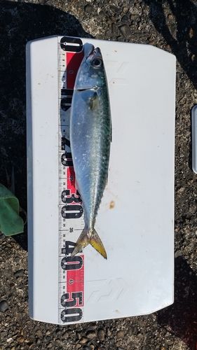 サバの釣果