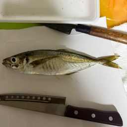 アジ