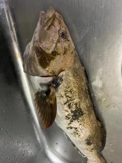 アブラコの釣果