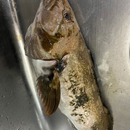 アブラコ