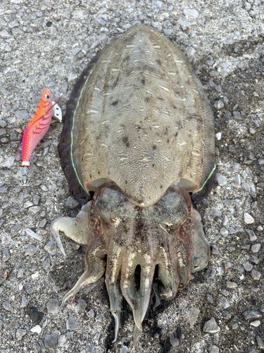 コウイカの釣果