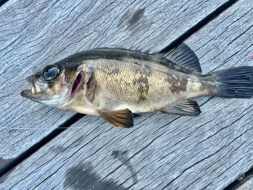 アカメバルの釣果