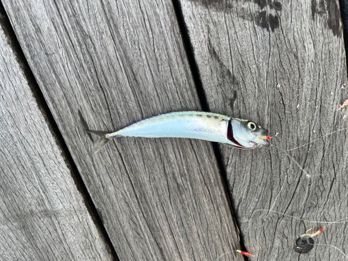 サバの釣果