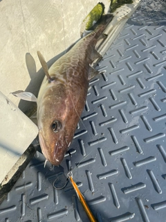 マダラの釣果