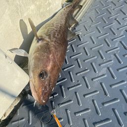 マダラ