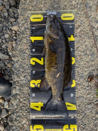 スモールマウスバスの釣果