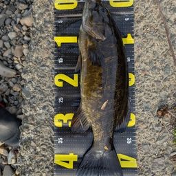 スモールマウスバス