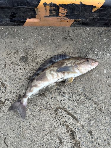 ホッケの釣果
