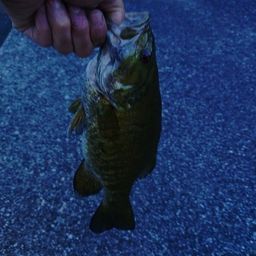 スモールマウスバス