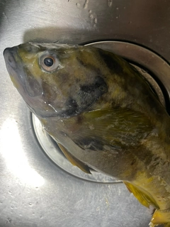 アオソイの釣果