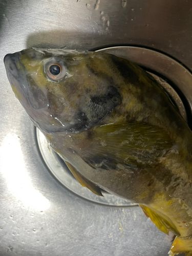 アオソイの釣果