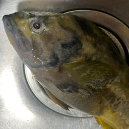アオソイ