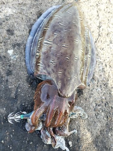 コウイカの釣果