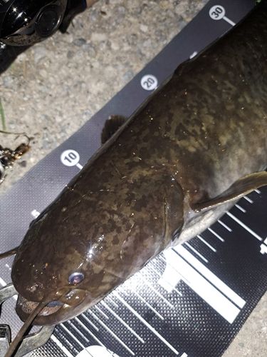 ナマズの釣果