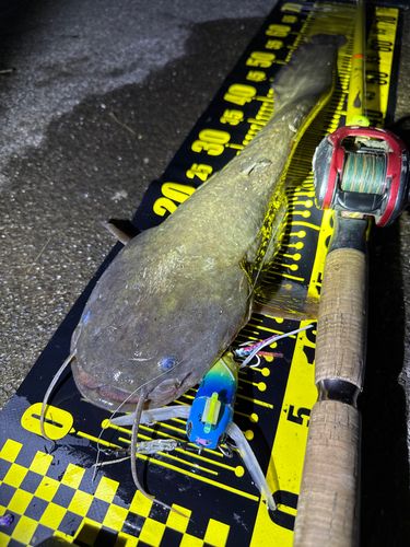 ナマズの釣果