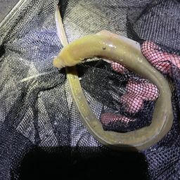 ウナギ