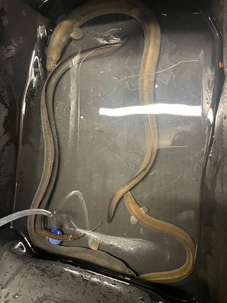 ウナギ