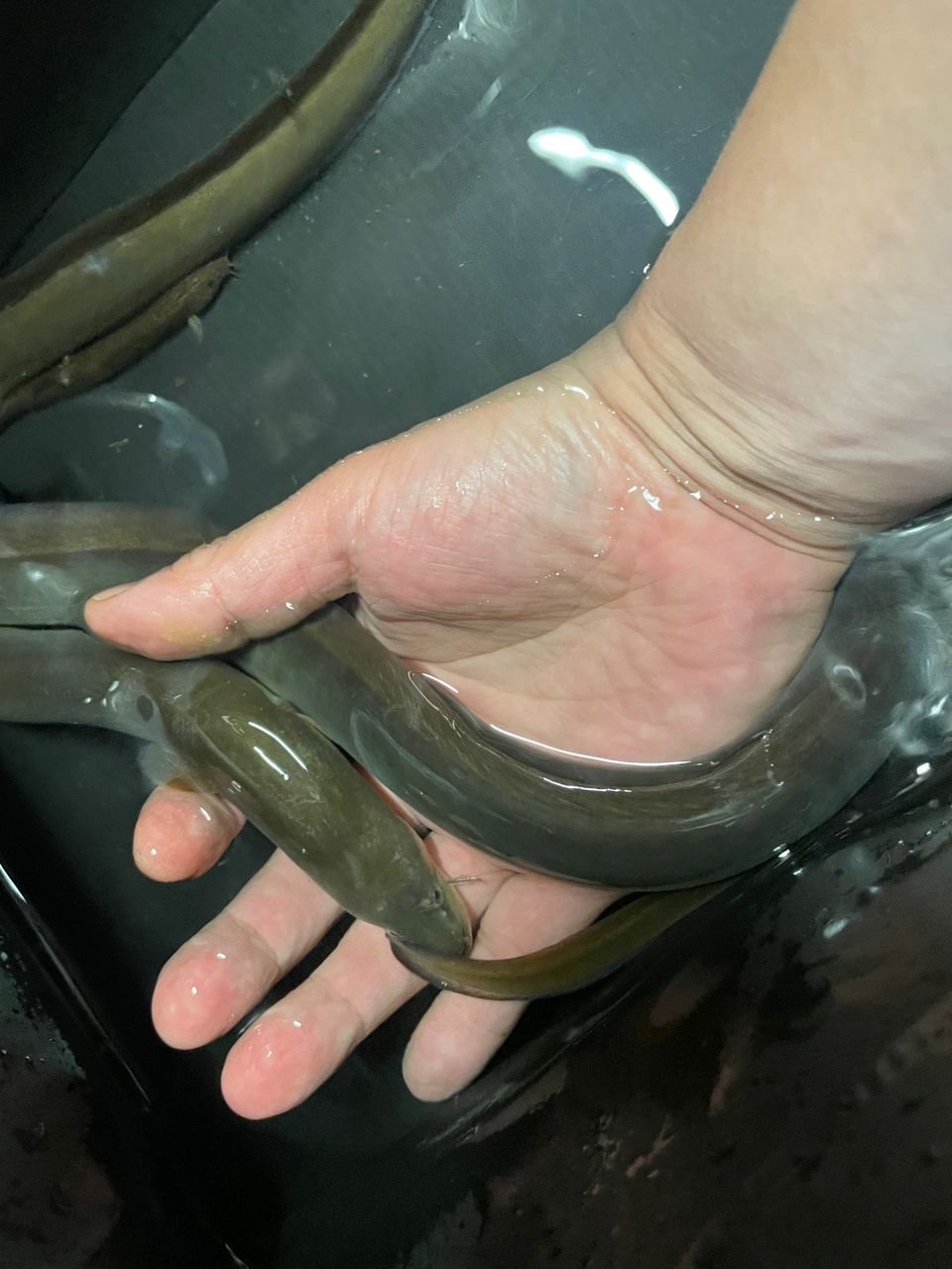 ウナギ