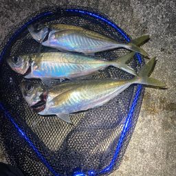 アジ