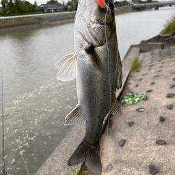 シーバス